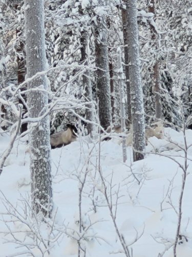 En skog i full vinterskrud. Bland träden skymtas tre renar.