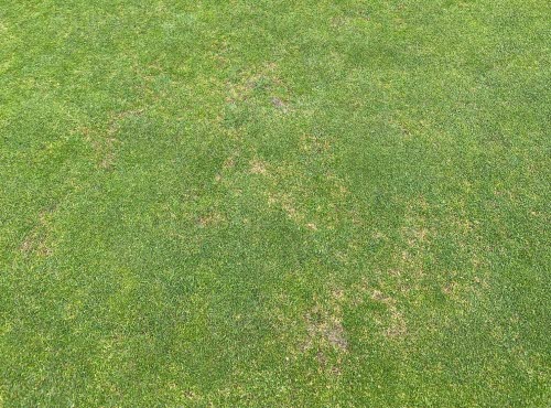 Gräs på en golfbana angripet av en svampsjukdom. 