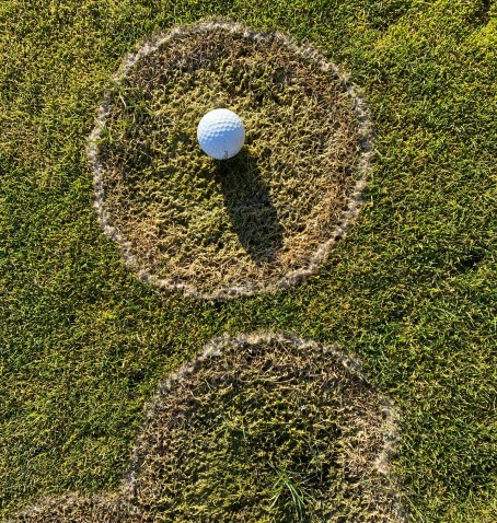 Runda snömögelfläckar på gräs. En golfboll ligger i en fläck för jämförelse - fläcken är cirka 20 cm i diameter.