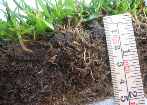 Utsnitt av en golfbanas gräsyta. Du ser gräset och dess rötter samt en tumstock som visar på fem centimeter organiskt material (thatch). 