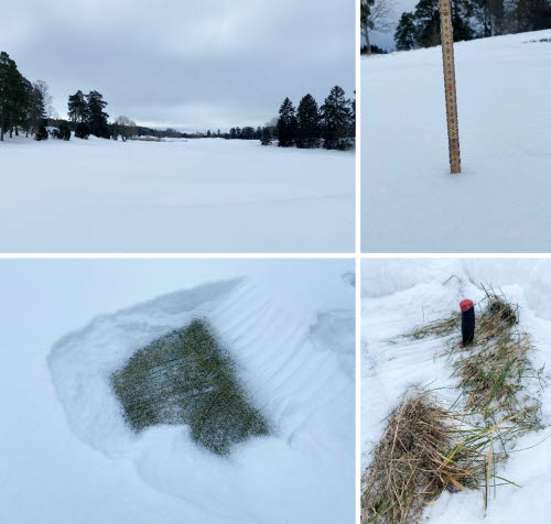 Collage över snötäckt golfbana. En överblicksbild, en över snödjup med tumstock, en framgrävd gräsyta på green, en kniv nedstucken i ruffen.