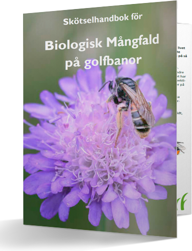 Ett bi sitter på en lila blomma. Texten "Skötselhandbok för biologisk mångfald på golfbanor.
