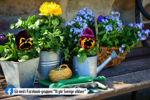 Blommor och texten "Gå med i Facebook-gruppen Vi gör Sverige vildare"