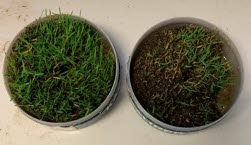 Bild på två stycken gräspluggar.