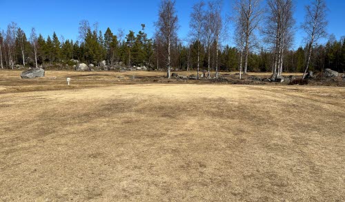 Green efter en vinter.
