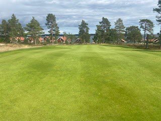 Friskt grönt gräs på en fairway. 